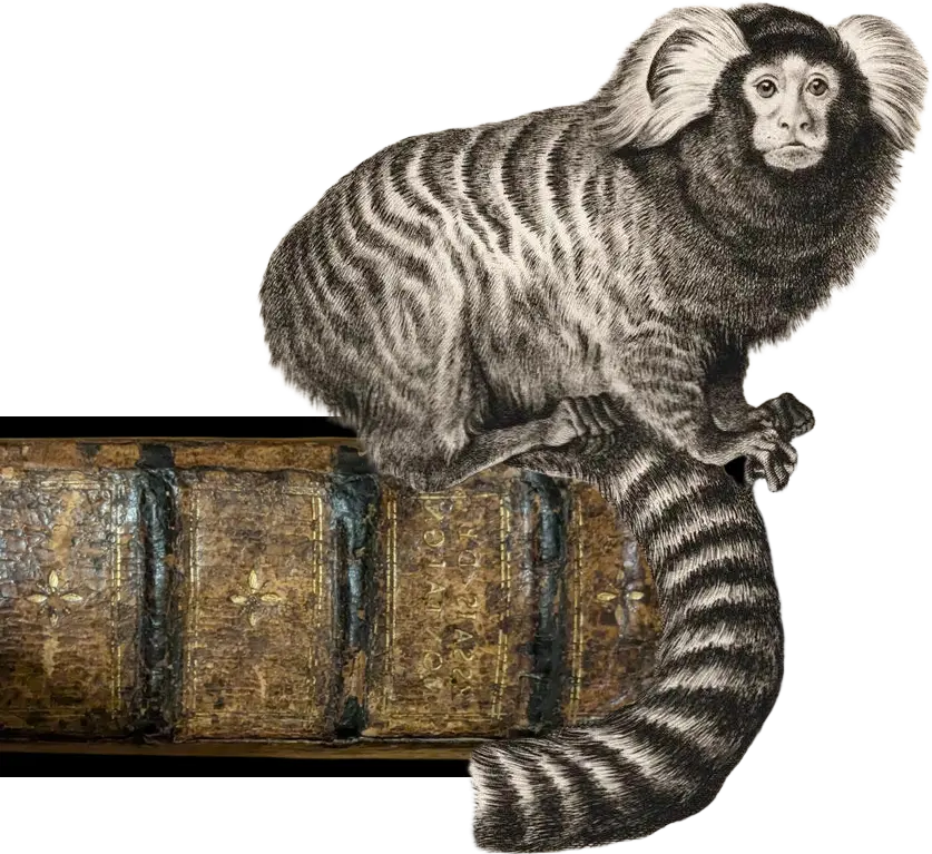 Book Jungle: Affe, der ein Buch liest